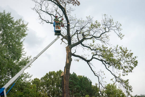 Leaf Removal Services in Azle, TX