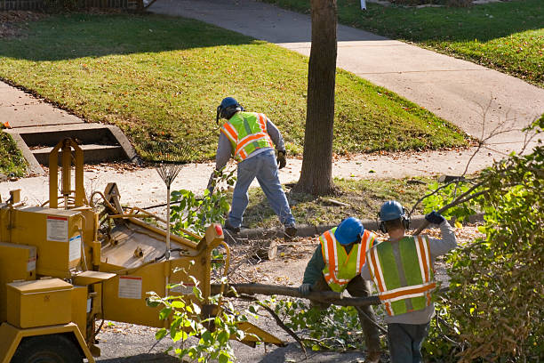 Lawn Pest Prevention in Azle, TX