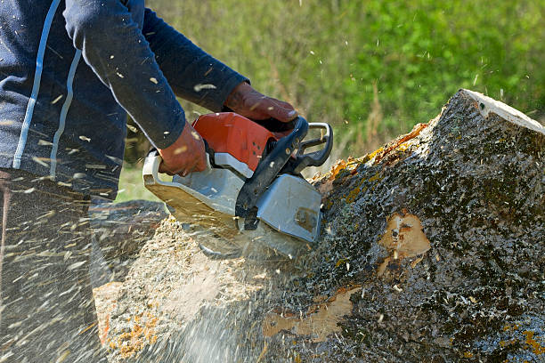 Best Hazardous Tree Removal  in Azle, TX